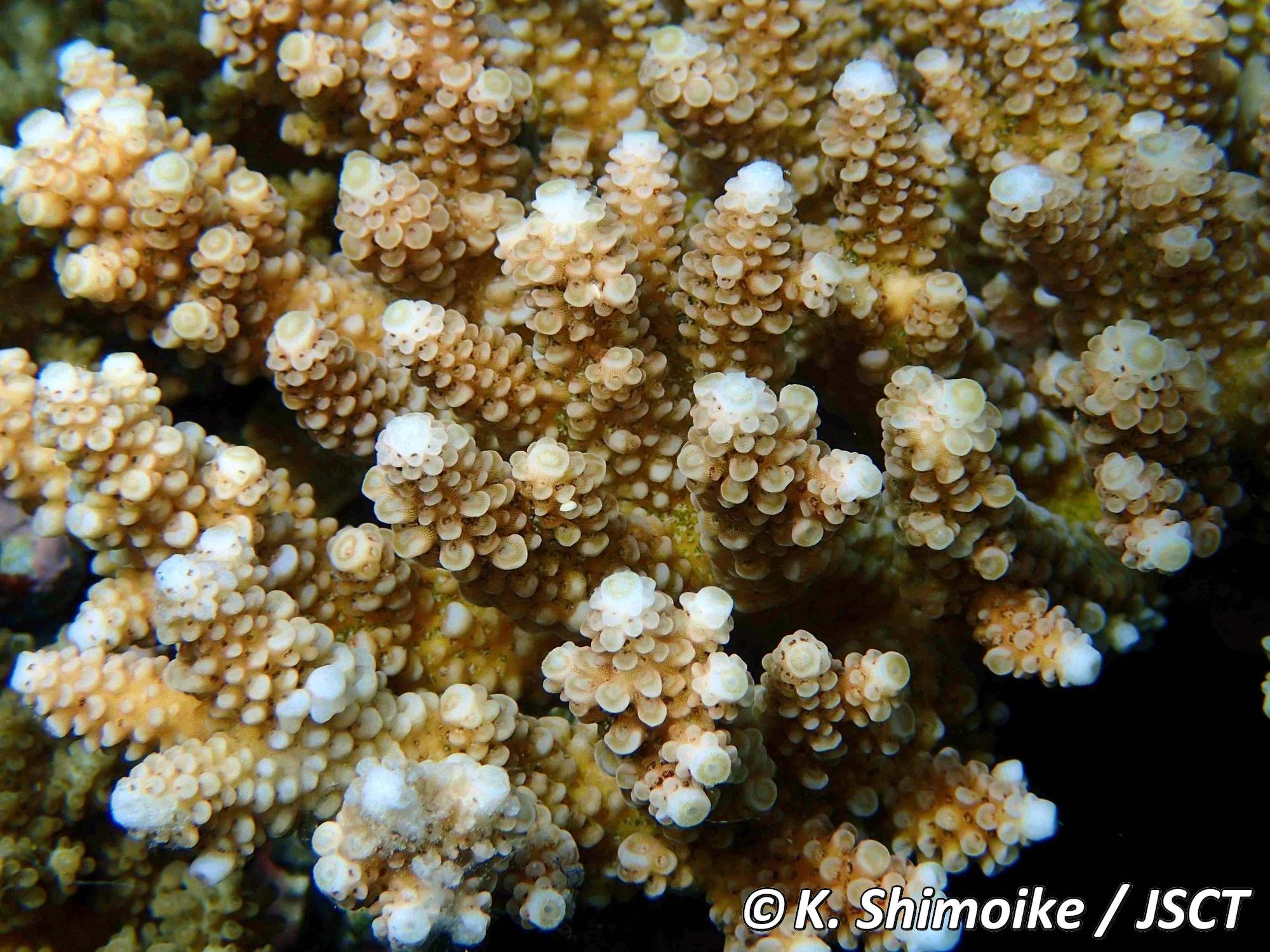 Acropora digitifera (Dana, 1846) コユビミドリイシ