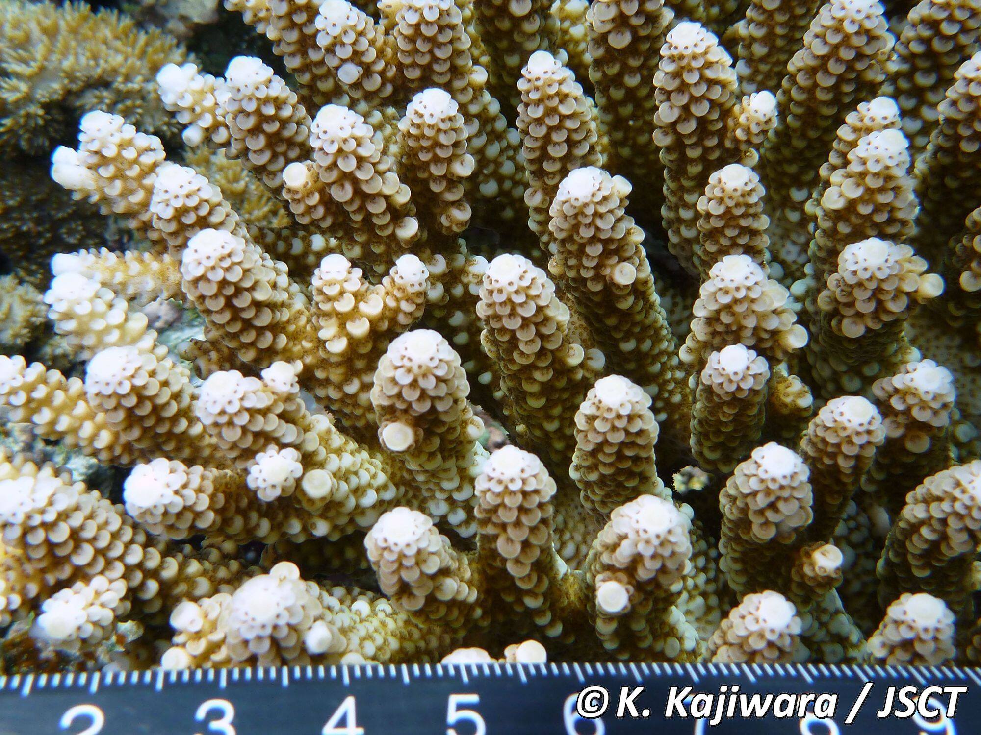 Acropora digitifera (Dana, 1846) コユビミドリイシ