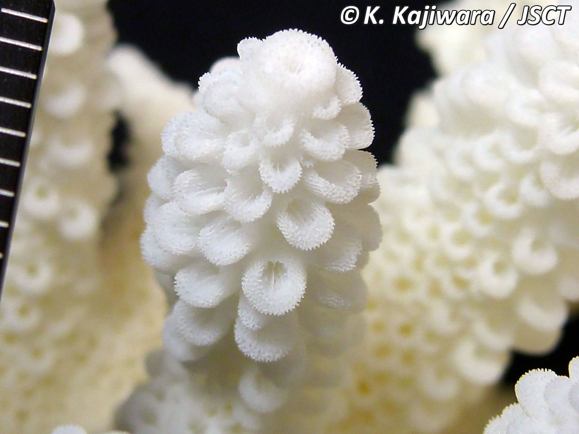 Acropora digitifera (Dana, 1846) コユビミドリイシ