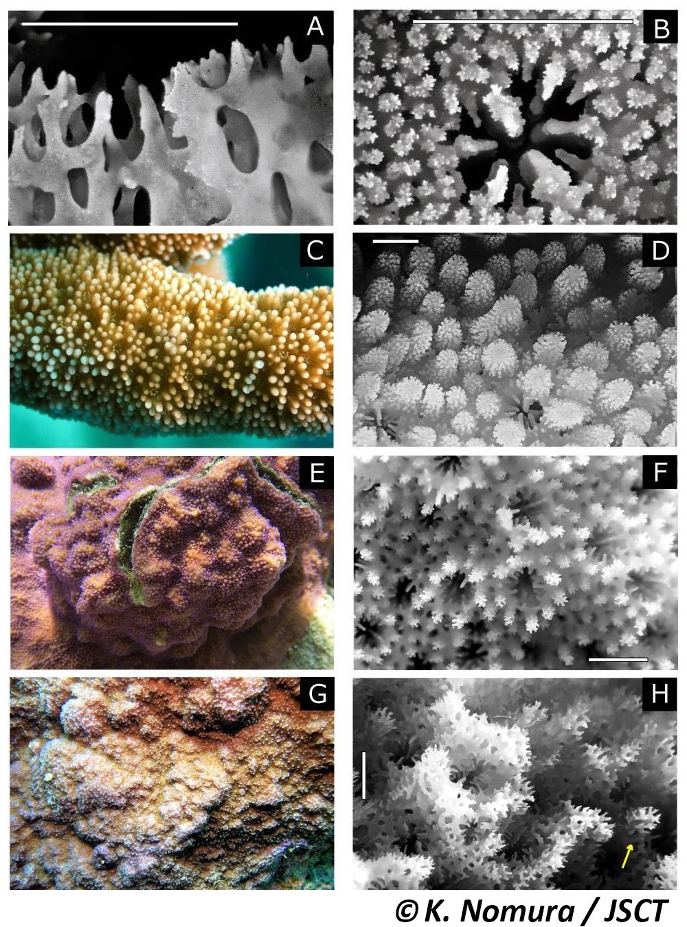 Montipora de Blainville, 1830 コモンサンゴ属