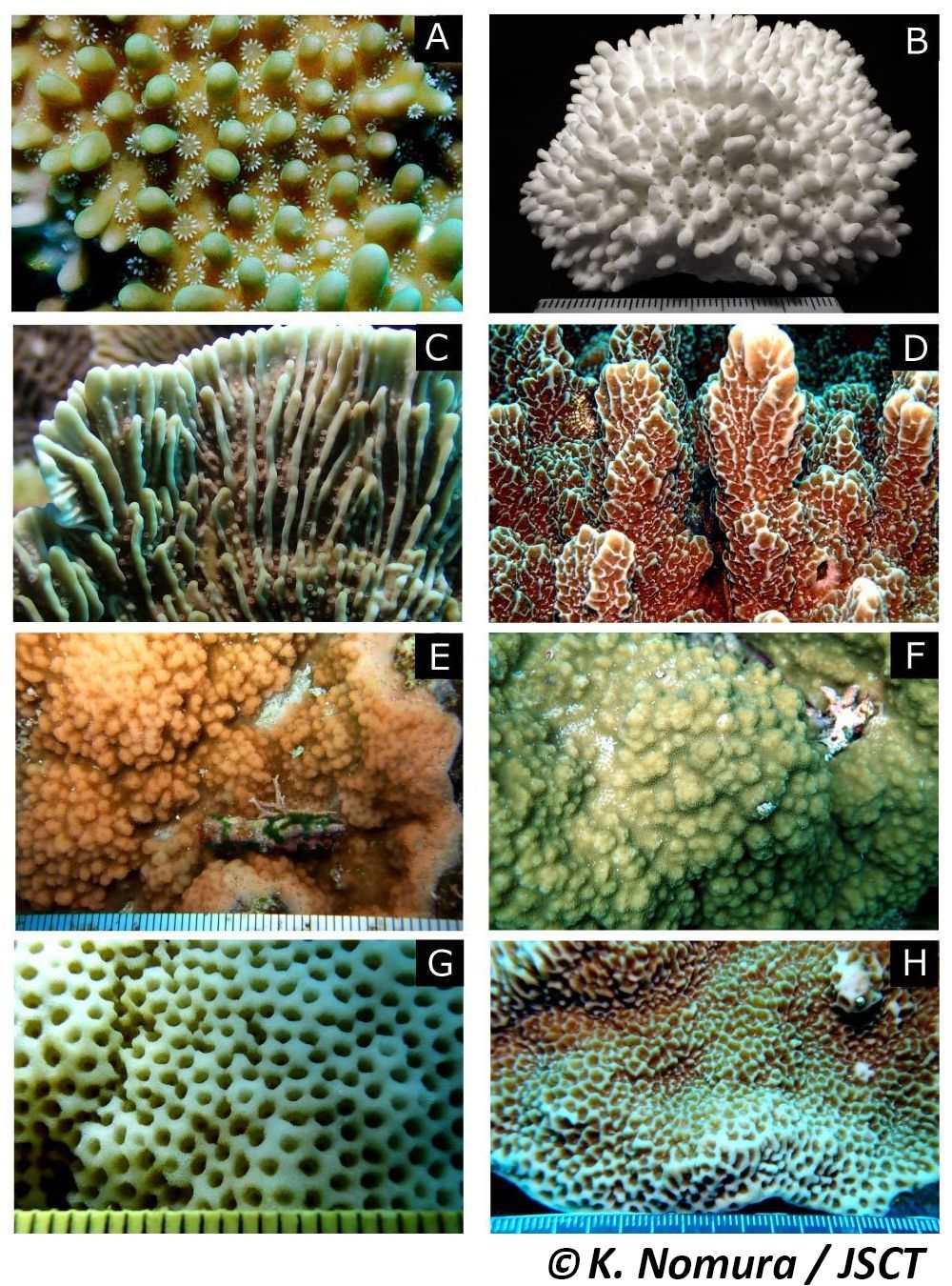 Montipora de Blainville, 1830 コモンサンゴ属