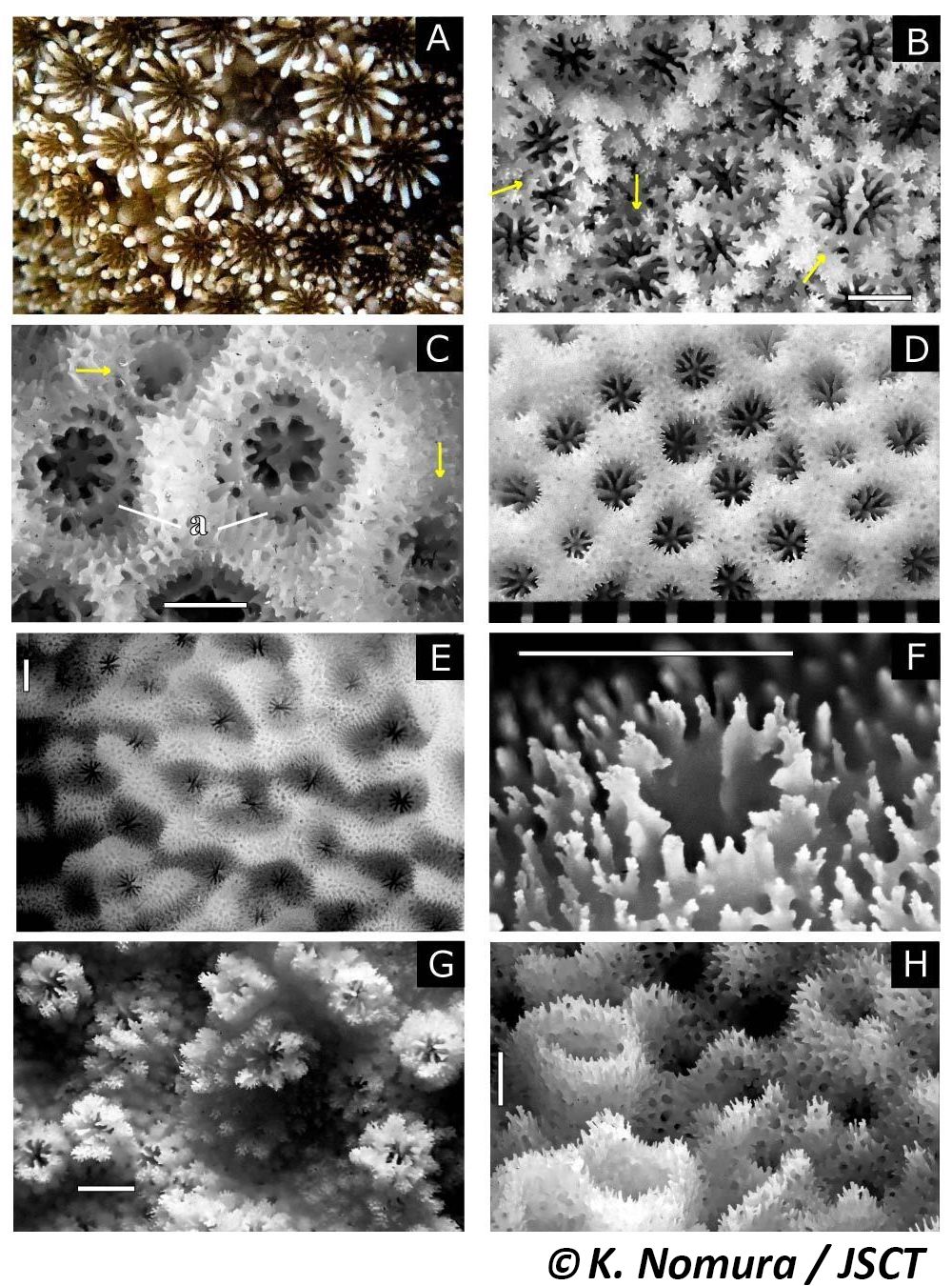 Montipora de Blainville, 1830 コモンサンゴ属