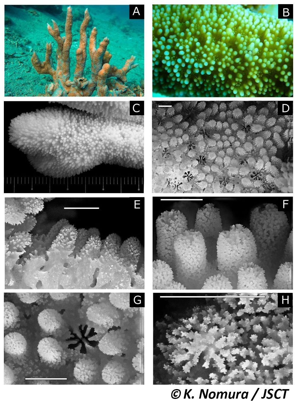 Montipora hispida (Dana, 1846) トゲコモンサンゴ