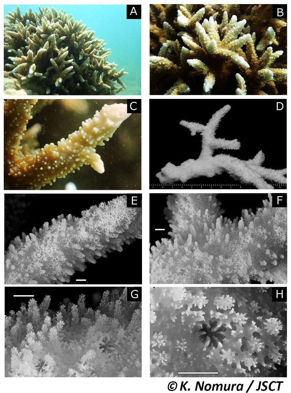 Montipora hispida (Dana, 1846) トゲコモンサンゴ