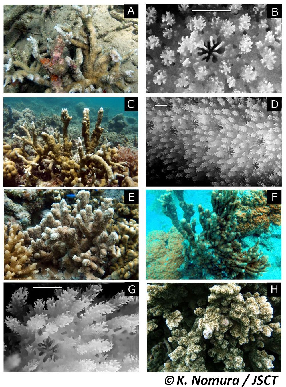 Montipora hispida (Dana, 1846) トゲコモンサンゴ