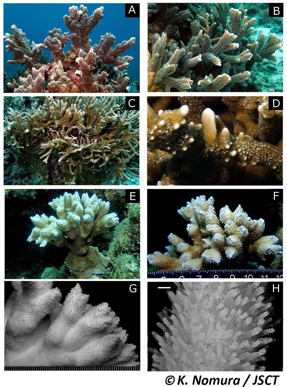 Montipora hispida (Dana, 1846) トゲコモンサンゴ