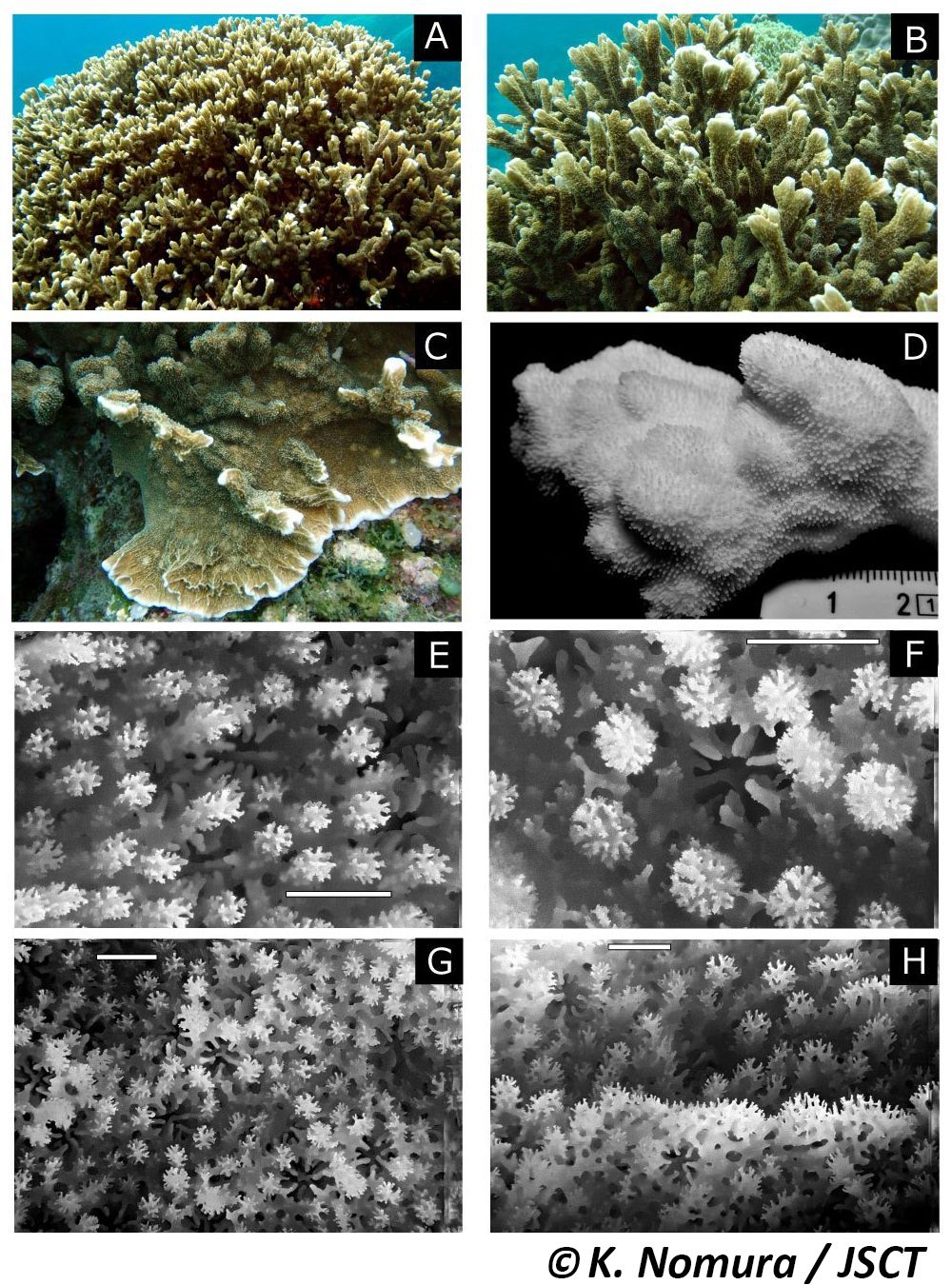 Montipora hispida (Dana, 1846) トゲコモンサンゴ