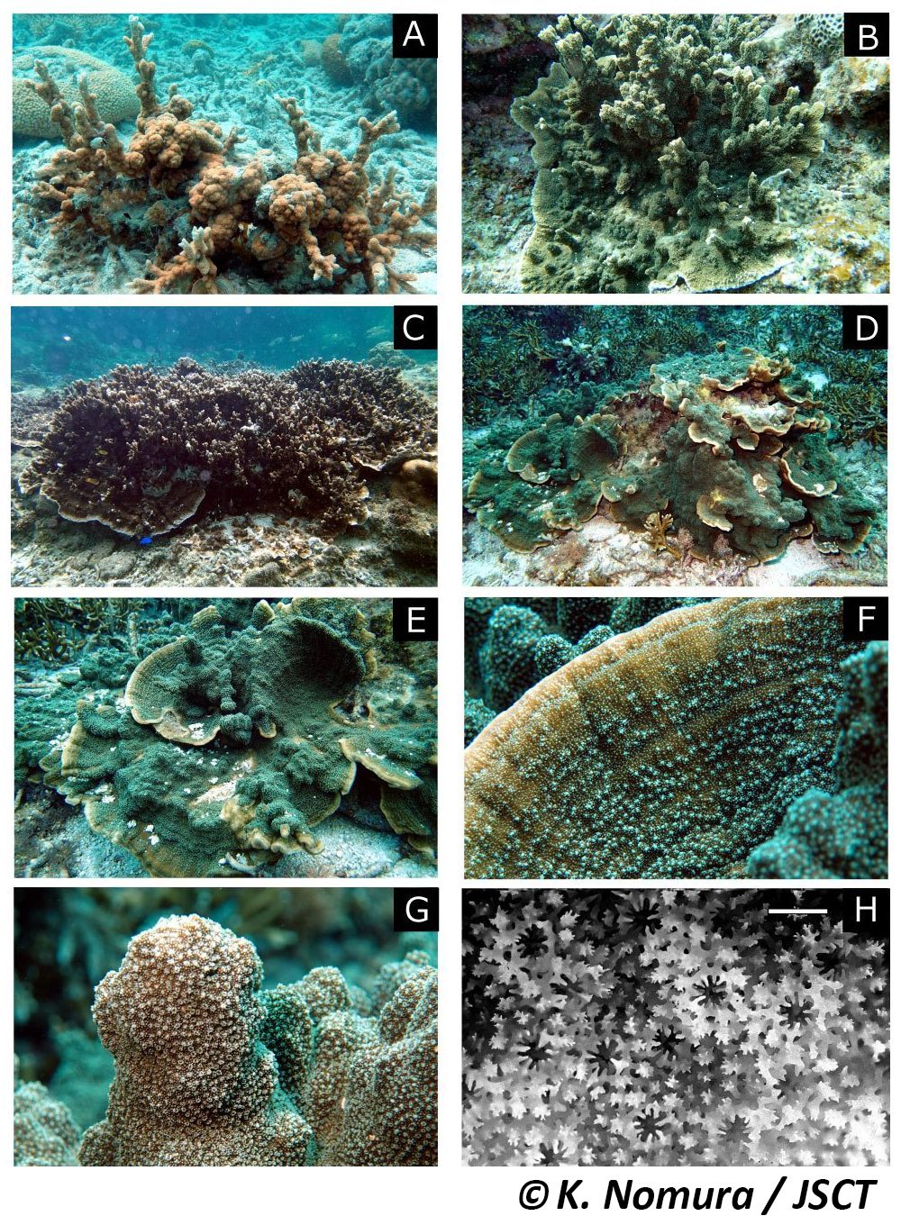 Montipora hispida (Dana, 1846) トゲコモンサンゴ