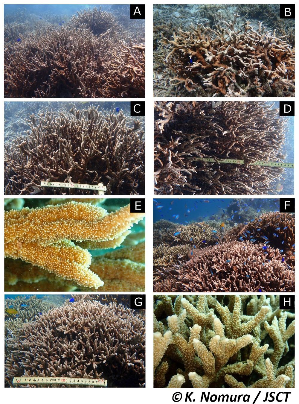 Montipora hispida (Dana, 1846) トゲコモンサンゴ