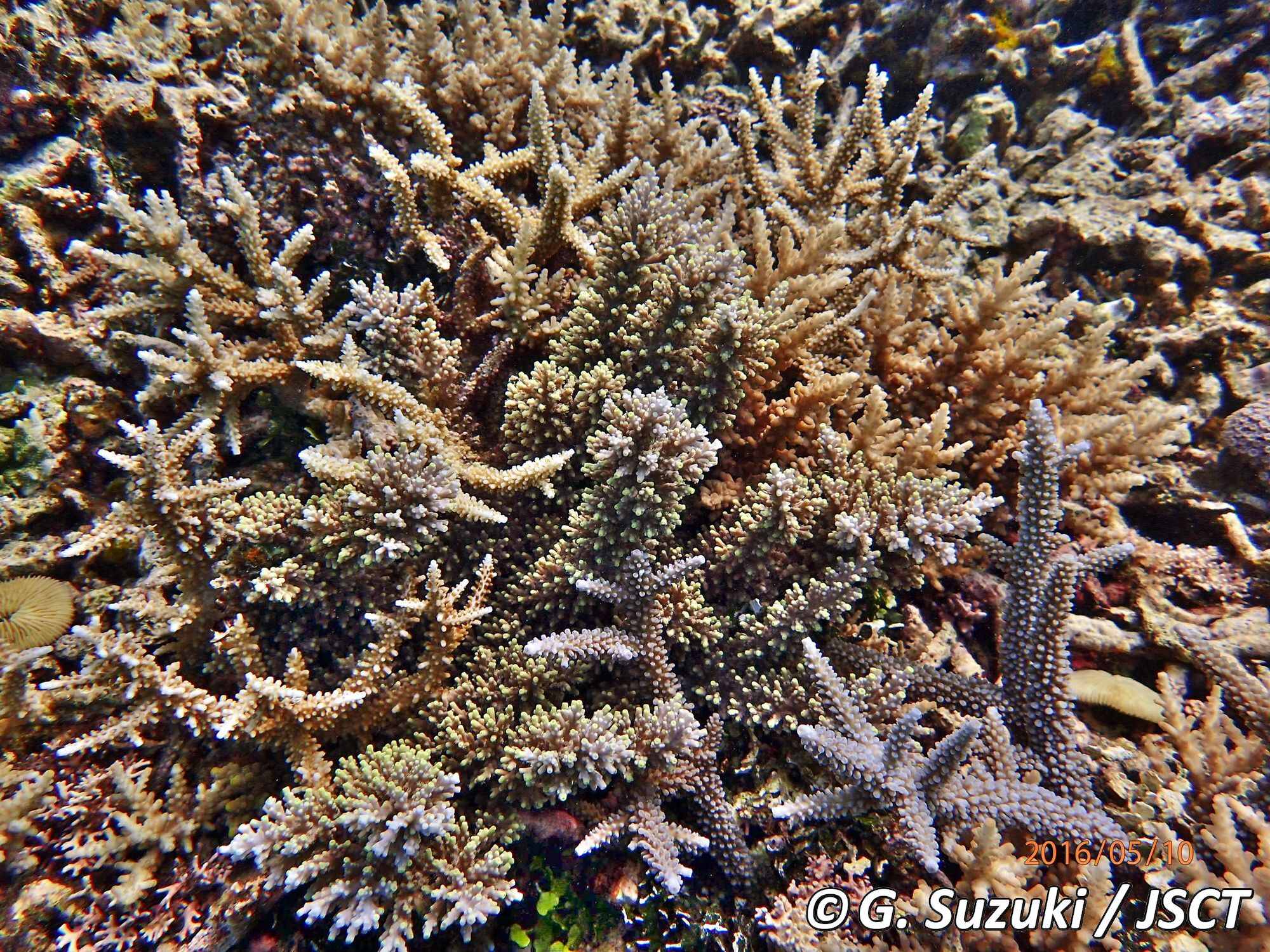 Acropora carduus (Dana, 1846) ツツミドリイシ