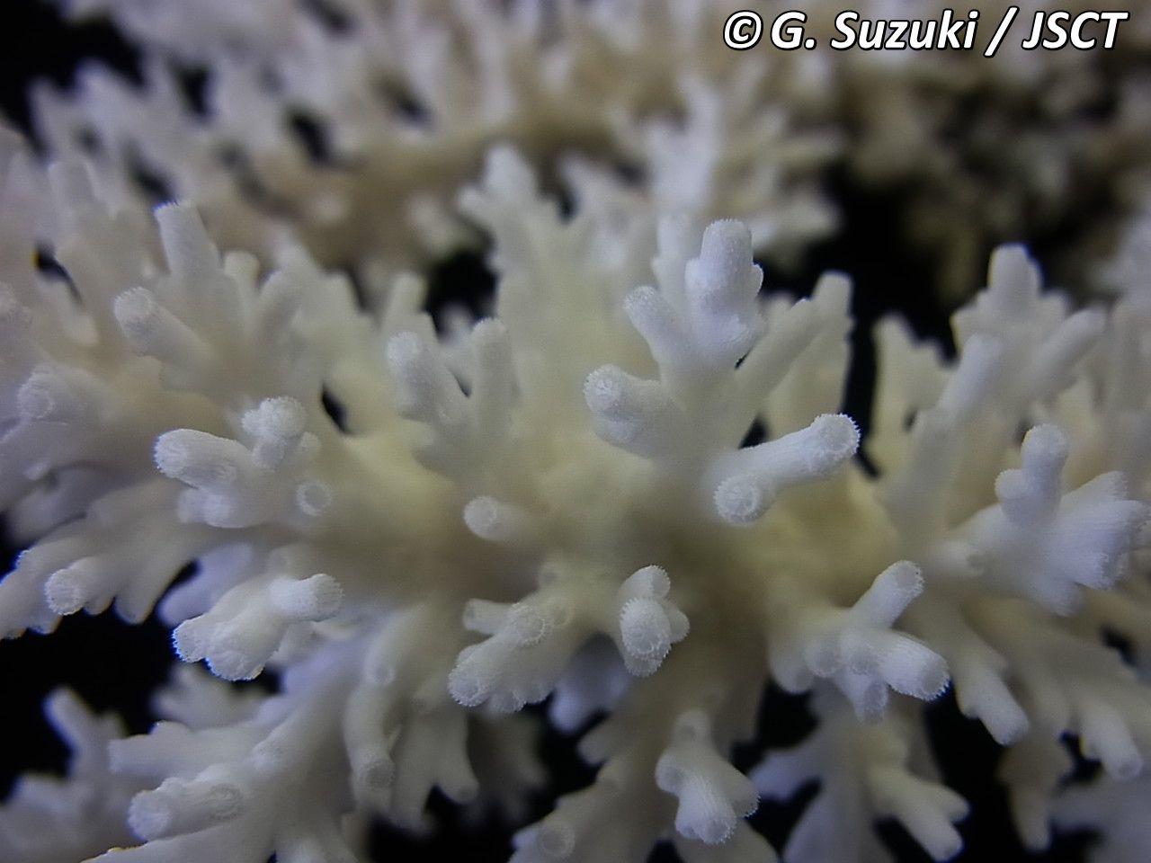 Acropora carduus (Dana, 1846) ツツミドリイシ