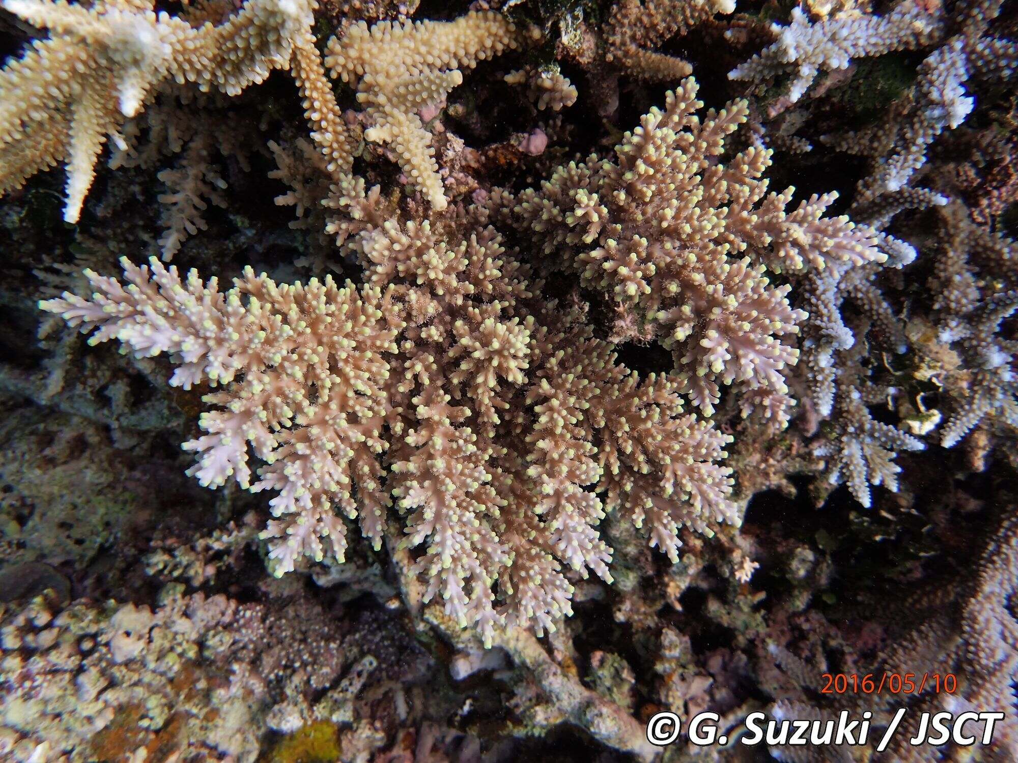 Acropora carduus (Dana, 1846) ツツミドリイシ