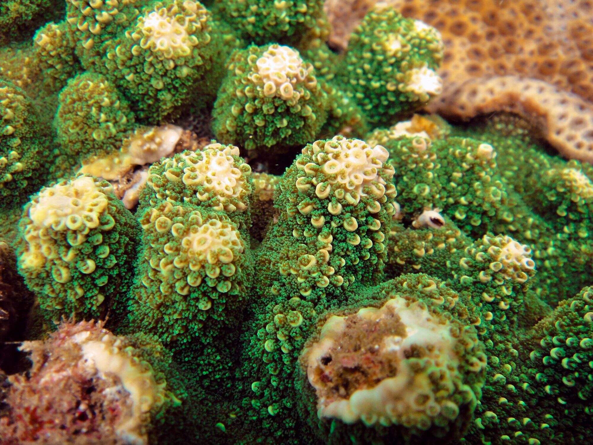 Acropora palmerae Wells, 1954 マツカサミドリイシ